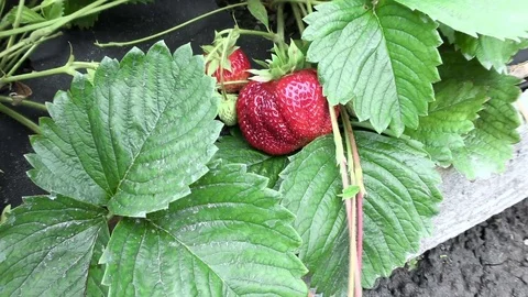 Big strawberry on the bush Stock Footage 77842882