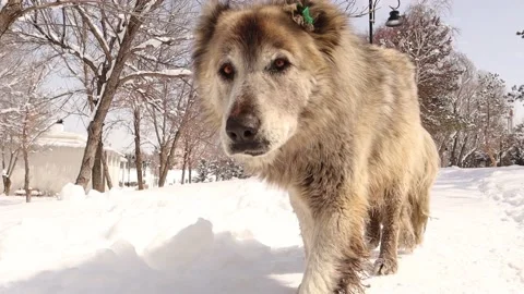 Big Stray dog walking cold winter days. Homeless dogs in the snow covered city Stock Footage 172241840