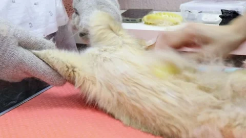 Big stretch to comb tummy in cat spa Stock Footage