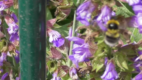 Big striped bumble on sage 스톡 동영상 276321877