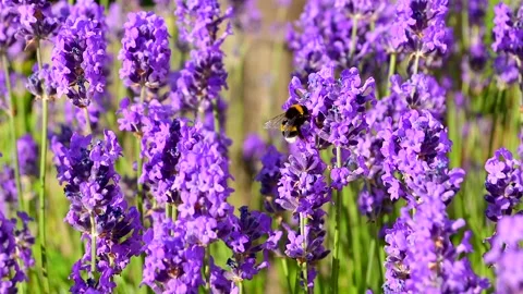 Big striped bumblebee on lavender flowers Stock-Footage 201736196