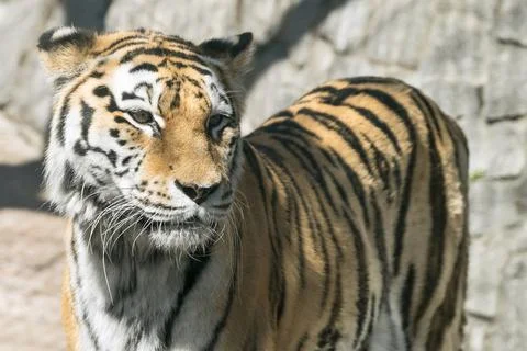 The big striped tiger closeup Foto stock