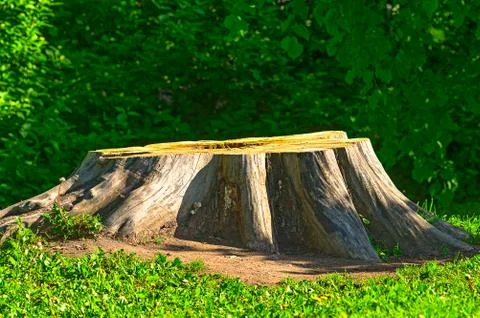 Big stump from an old tree Stock-Fotos