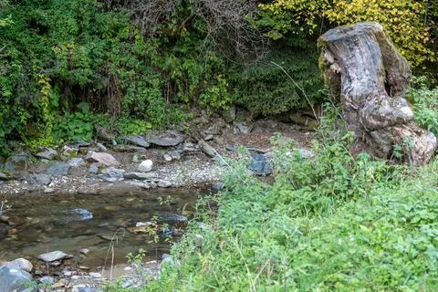 Big stump on the river edge somewhere in Transylvania, Romania Stock Photos