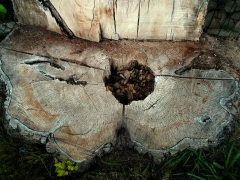 Big stump tree Stock Photos