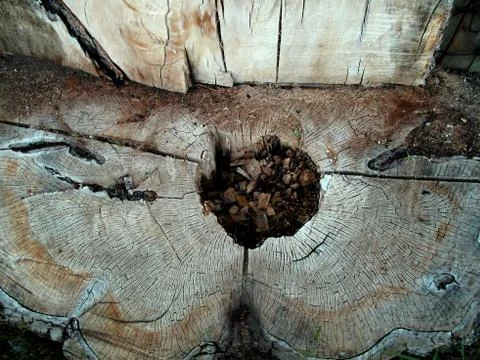 A big stump tree Foto stock