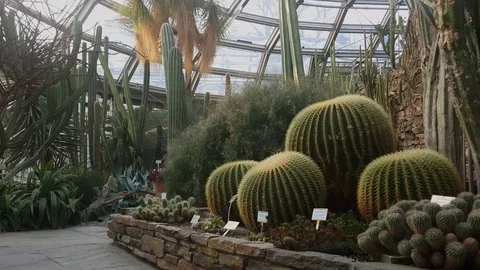 Big succulents and cactuses inside Berlin botanical garden greenhouse, Germany Видео 76275660