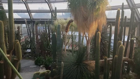 Big succulents and cactuses inside Berlin botanical garden greenhouse, woman Vídeos de archivo 76501435