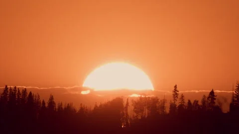 Big sun goes down in forest Stock Footage 245483160
