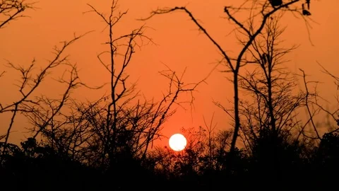 Big sun sunset timelapse, Dry trees with beautiful sunrise Stock Footage 117454811