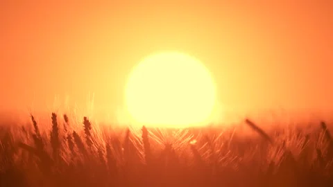 Big sun at sunset without clouds Stock Footage 316537539