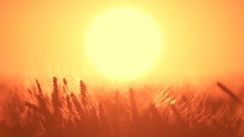 Big sun at sunset without clouds Stock Footage 316537718