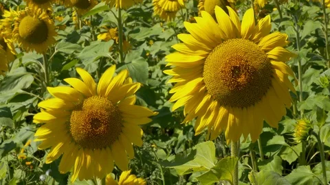 Big sunflower flower in the wind Stock Footage 114830835