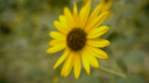 Big sunflower, macro shot Vídeo Stock 8678740