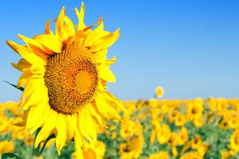 Big sunflower Fotos Stock