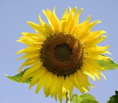 Big sunflower Foto stock