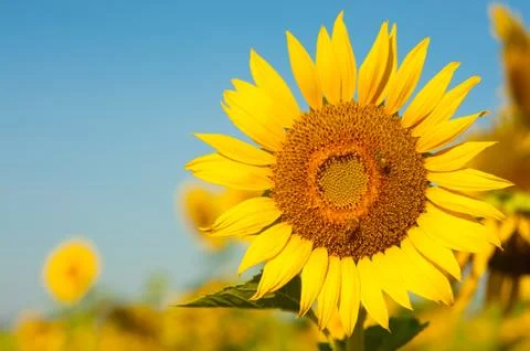 Big sunflower Stock Photos