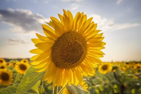 Big sunflower Stock Photos