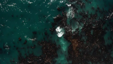 Big Sur, CA Kelp Forest in Ocean - Drone Aerial Top Down Overhead Stockbeeldmateriaal 280090864