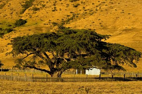 Big Sur Cypress Tree Stock Photos