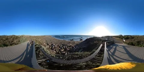 Big Sur Elephant Seals VR 360 POV Equirectangular 01 San Simeon California Coast Video stock 239912516