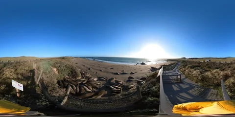 Big Sur Elephant Seals VR 360 POV Equirectangular 07 San Simeon California Coast Video stock 242086711