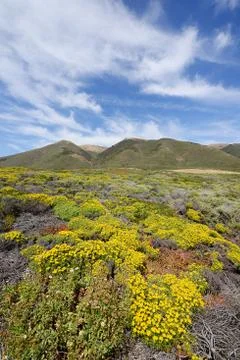 Big sur flower Stock Photos