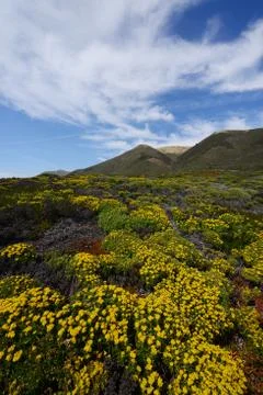 Big sur flower Stock Photos