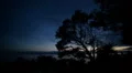 Big Sur McWay Cove Sunset Tree Silhouettes HD Footage
