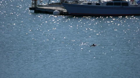 Big Sur Sea Otters Family in Morro Bay C... | Stock Video | Pond5