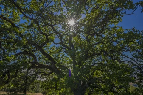 Big Sur - Timelapse -  Tree of Light - Ultra High Def Stock Footage 101446227