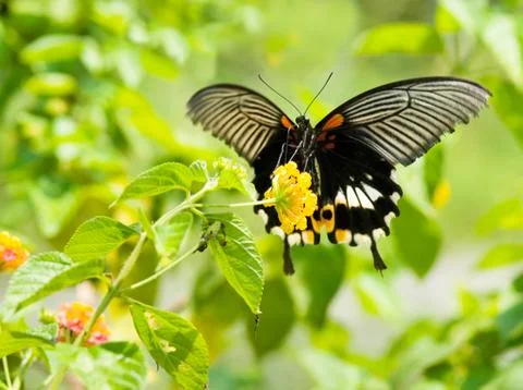 Big swallowtail butterfly flying Stock Photos