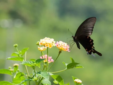 Big swallowtail butterfly flying Fotos Stock