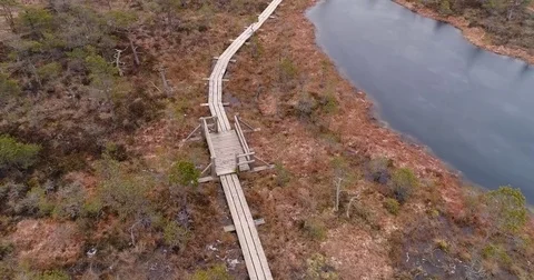 Big swamp wetlands Stock Footage 84792244