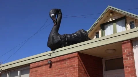 The Big Swan Видео 249992849