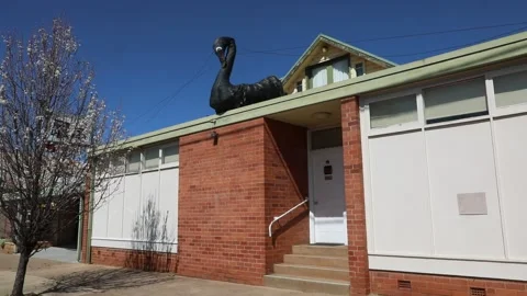 The Big Swan Stock-Footage 249992852