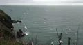Big swarm of seagulls flying and squawking near a cliff by the ocean, white sky HD Footage