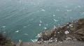 Big swarm of seagulls flying and squawking by the ocean,some sitting on a cliff HD Footage