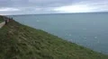 A big swarm of seagulls flying at the edge at the ocean, green hill foreground HD Footage