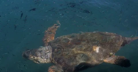 Big Swimming Turtle Stock Footage 83467740