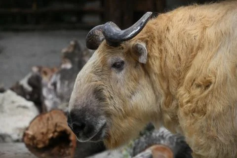 Big takin Stock Photos