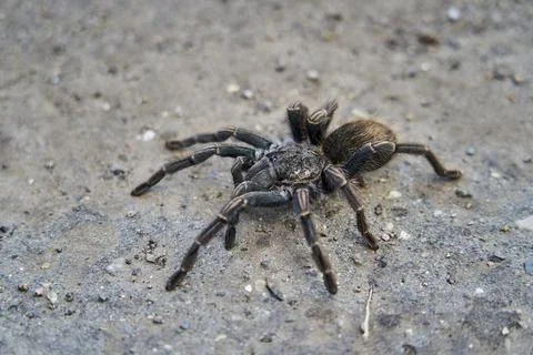 Big Tarantula crawling on the ground, Peru, South America. Stock Photos