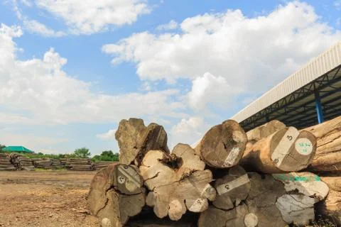 Big teak timber storage yard Stock Photos