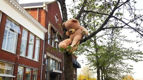 Big Teddy Bear Sitting in a Tree – Leeuwarden, Friesland, The Netherlands Foto stock