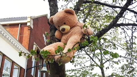 Big Teddy Bear Sitting in a Tree – Leeuwarden, Friesland, The Netherlands Foto stock