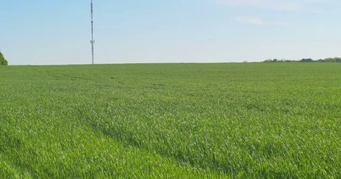 Big telecommunication tower on the wheat spring field Stock Footage 75758874