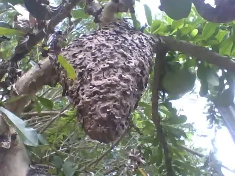 A big termite house in the middle of the tree in the botanical garden Stock Footage 162679379