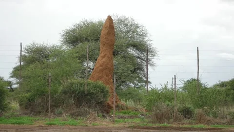Big termite mound Stock Footage 194659960