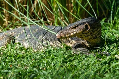 Big Thai dragon lizard Stock Photos