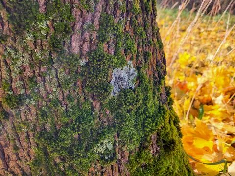 A big thick stump with green moss in an autumn yellow park. Stock Photos